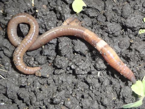 Photo of jumping worm; Flickr by Alfredo Eloisa.jpg